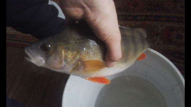 Окунь 300 г зимой на блесну смотреть онлайн
