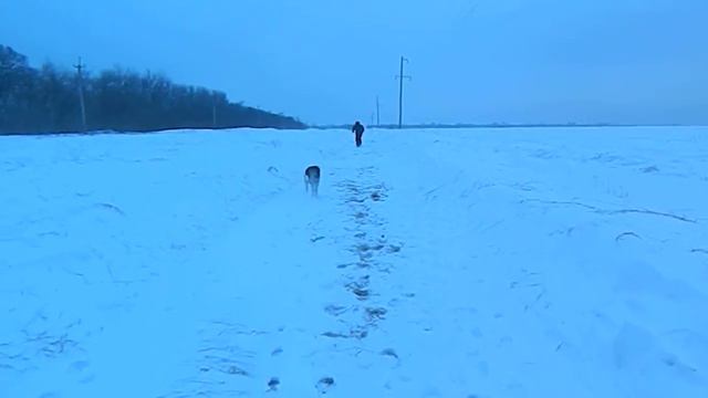 Хаски бегает смотреть онлайн