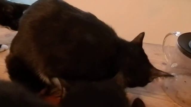 Кот ест синицу 7 февраля 2012 [2] смотреть онлайн