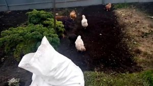 Что Делаю с Отходами  Листьев КАПУСТЫ.   5 октября 2021г.