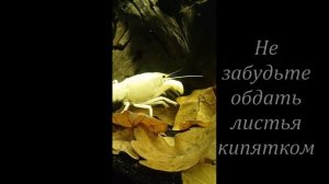 Флоридские раки в аквариуме.