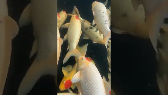 What the Cutest And Attractive Fishes, Gold Fish, Telescope eye - Most Beautiful Fish Video#549