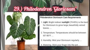 58 Rare Types of Philodendron &  Care Tips|Grace Alconera