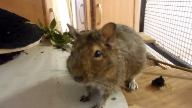 строители дегу смотреть онлайн