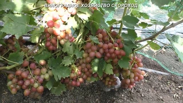 Сорта винограда 2020. Розовая ультра Кострикина и Ливия - и снова выручаги