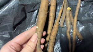 Часть 1/Проращивание слепых корней пиона Корал Сансет осенью и зимой