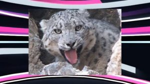 Белый барс фото