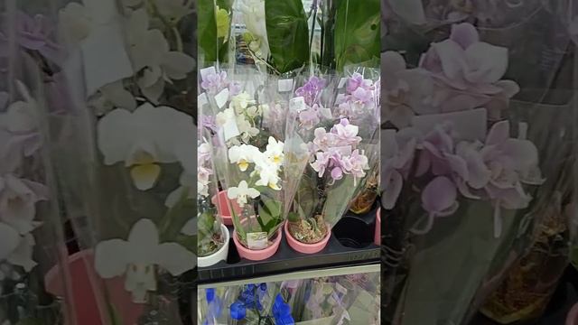 Мини орхидеи, Mini orchids