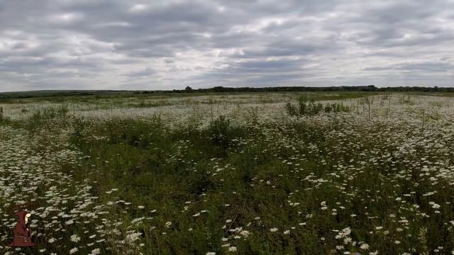 Рыбалка в Ромашковых полях на реке Сок Самарской области с донками ловим окуня на живца смотреть онлайн