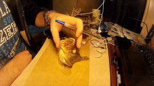 Чучело из окуня / как сделать голову окуня