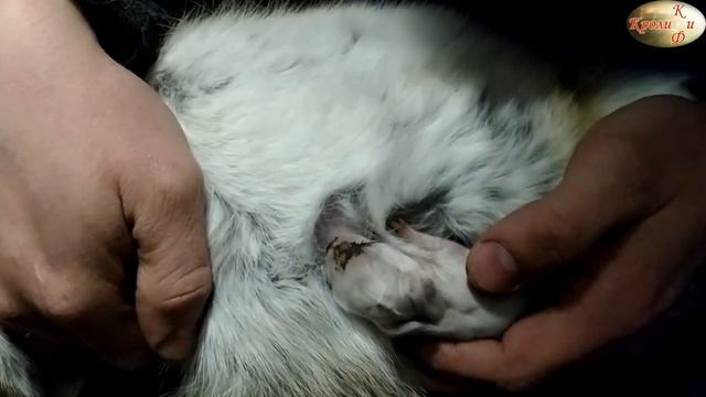 ПРИНУДИТЕЛЬНОЕ ВЫКАРМЛИВАНИЕ КРОЛЬЧАТ ГРУДНЫМ МОЛОКОМ/МАТЬ-КУКУШКА смотреть онлайн