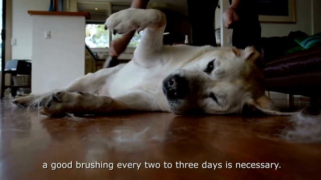 Golden Retriever vs Labrador Retriever: ( Which Is Better? )