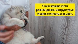 Как стричь когти кошке? Повредили или удалили фаланги? Когти слоятся, что делать?