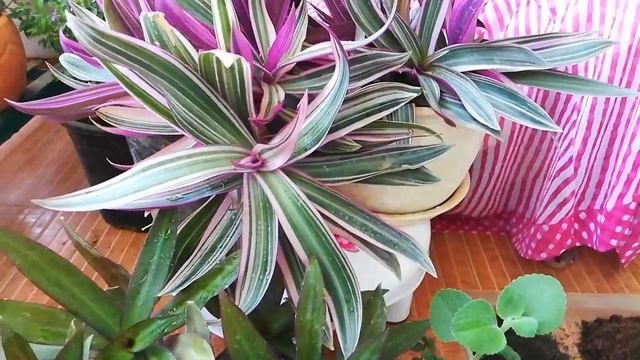 Rhoeo Tricolor and Discolor Plant. Tips for Curing and Propagation. ??? смотреть онлайн