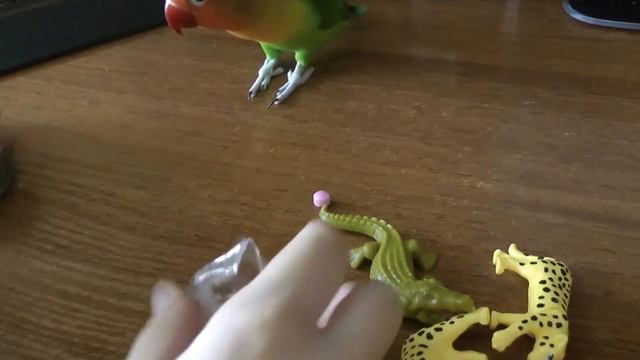 Попугай дерется с крокодилом, а потом кидается на льва смотреть онлайн