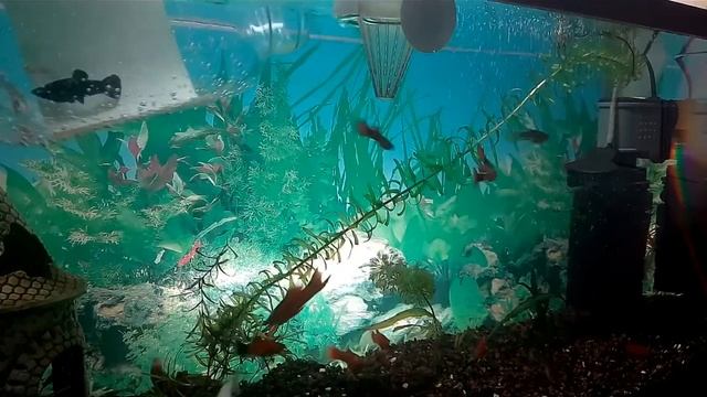 Water World #47 / Новички в аквариумах, заселение, адаптация и что произошло сутки спустя смотреть онлайн