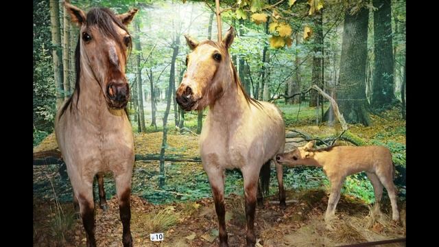 БЕЛОВЕЖСКАЯ ПУЩА Белая Вежа Belarus Travel Guide смотреть онлайн