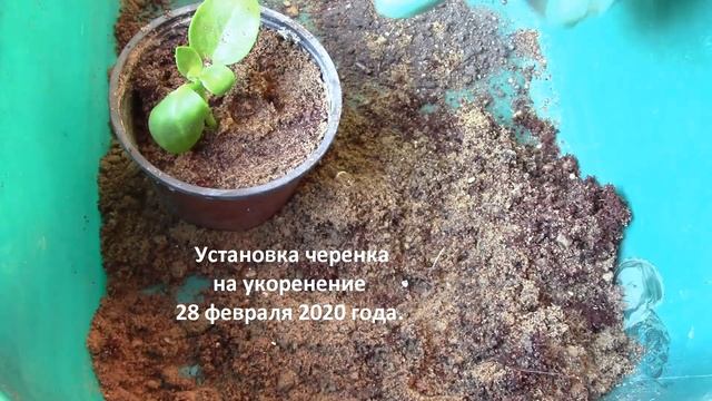 АПТЕНИЯ.  КАК УКОРЕНИТЬ ЧЕРЕНОК?