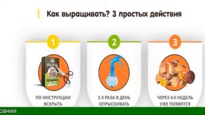 Выращивание Грибов Мицелий В Домашних Условиях