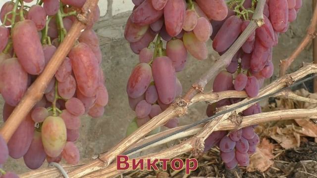 Виноград Беларуси . Лидчина .  Сорт винограда -Виктор .