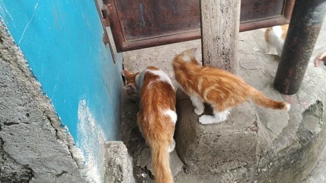 котоохота