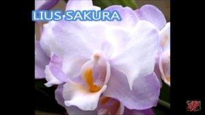 Виды и сорта орхидеи Фаленопсис .