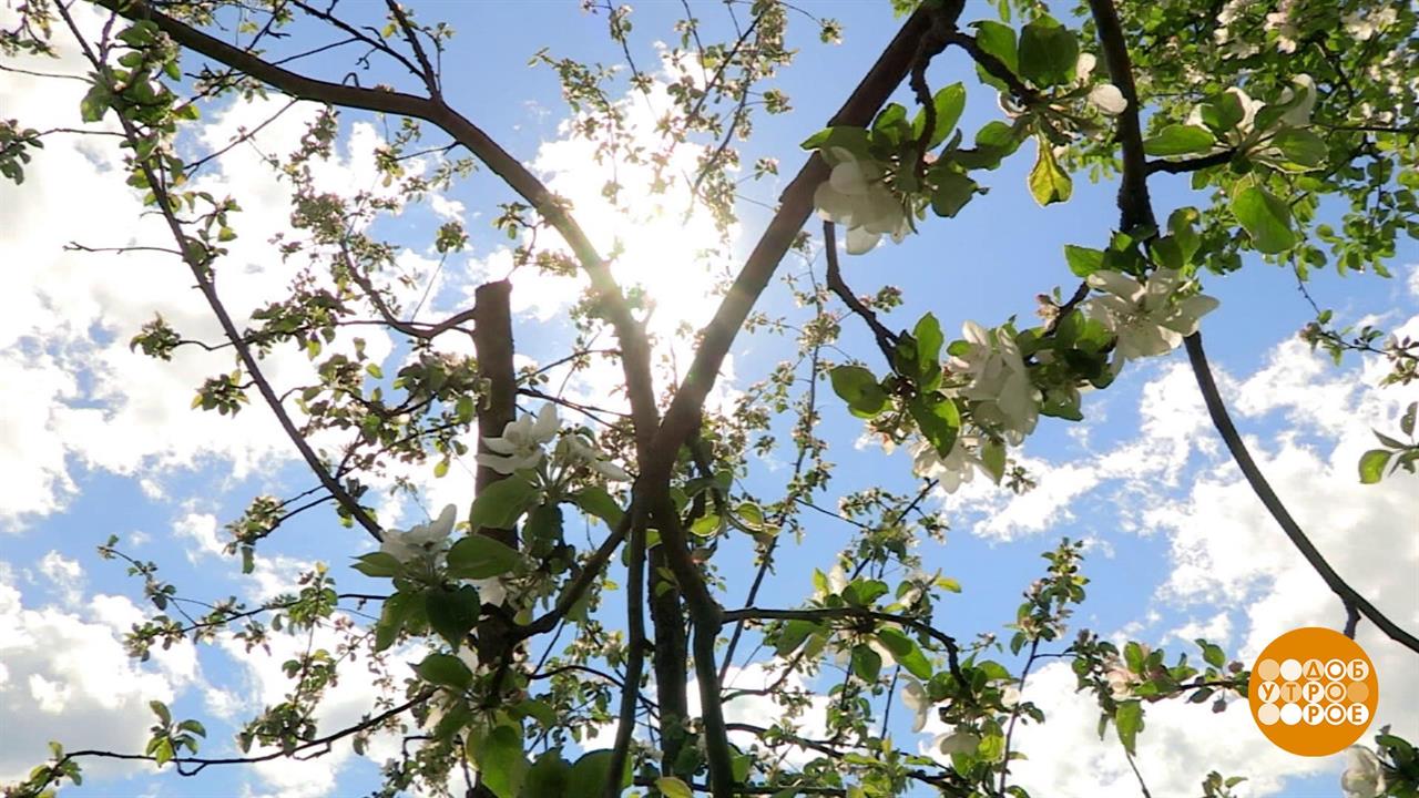 Аптечка для садовых деревьев. Доброе утро. Фрагмент выпуска от 27.05.2020