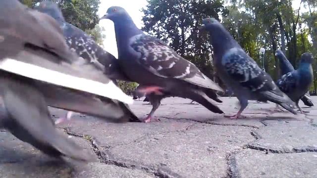 Голуби в парке Румянцевых и Паскевичей (Гомель) смотреть онлайн