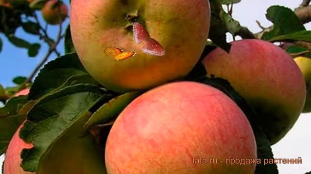 Яблоня обыкновенная Аромат Уктуса (malus) ? обзор: как сажать, саженцы яблони Аромат Уктуса смотреть онлайн