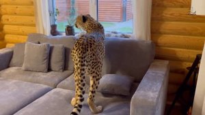 Как вам такое? Гепард Герда всё больше влюбляется в дом!