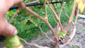 Виноград Памяті Буйненко Висока Піч Житомирщина як є.