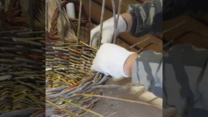 Плетение круглой корзины из неокоренного прута. Загибка в три пары прутьев.