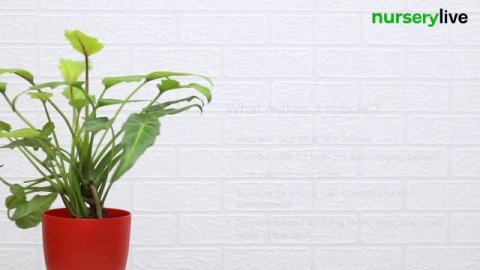 Plant Facts & Care Tips | Ep. 22 | Philodendron xanadu Golden Plant