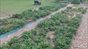 Клубника. Я не чищу листья ягоды весной! И это ей только на пользу!