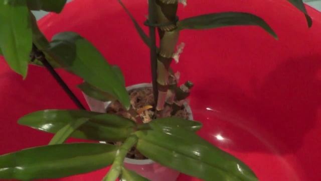 мучнистый червец на орхидеях смотреть онлайн