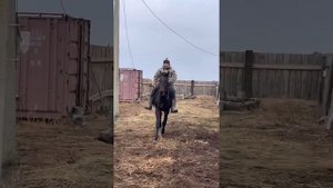 Русский рысак , выездка