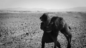 Л.Гантогоо - Говийн чимэг