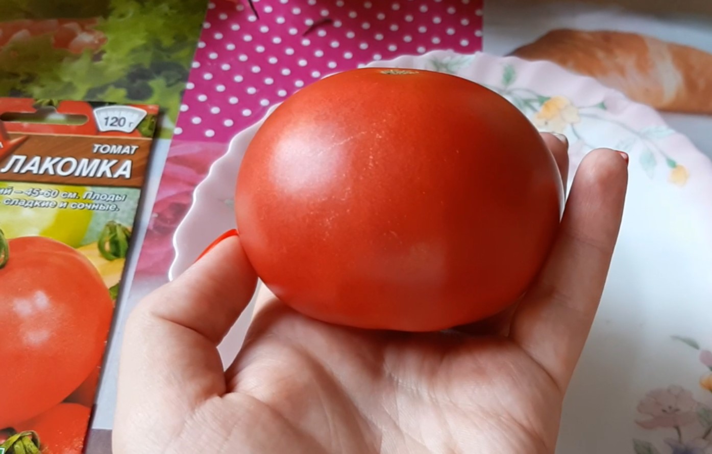 Сорт томатов лакомка