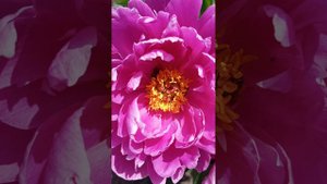 Пион молочноцветковый Nice gal.16.05.2023