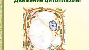 Движение цитоплазмы