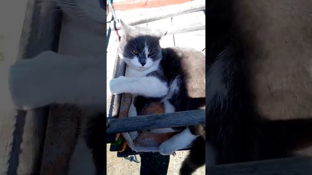 Мой кот катается на качеле. смотреть онлайн