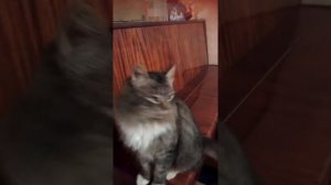 Беременная кошка