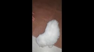 Мальтез мини - щенок мальчик 2 мес. Сейчас в продаже из питомника