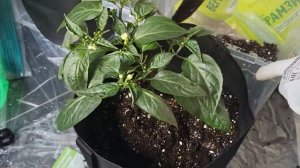 ПЕРЕСАДКА СВЕРХ ОСТРЫХ ПЕРЦЕВ КАРОЛИНА РИПЕР В 20-лит. ГОРШКИ #carolinareaper #skorpion #jalapeño