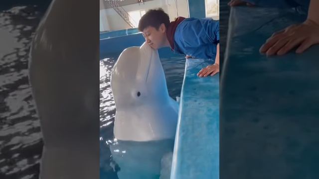 Dolphin Kiss