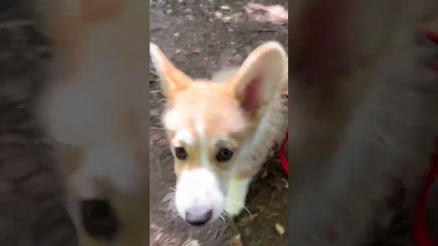 Сколько раз в день нужно гулять с собакой? смотреть онлайн