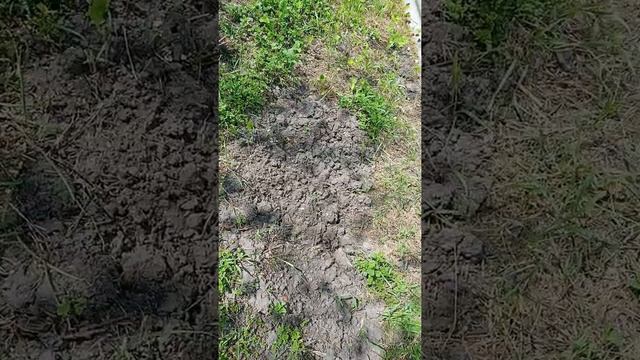 Подробная экскурсия на наш первый огород. Что посадила? Поход в гости./ Переезд из Сибири на Кубань смотреть онлайн