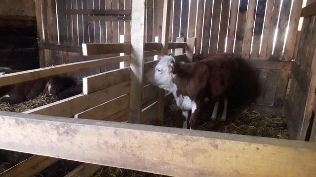 Прибавление! Зачем кастрировать быков? смотреть онлайн