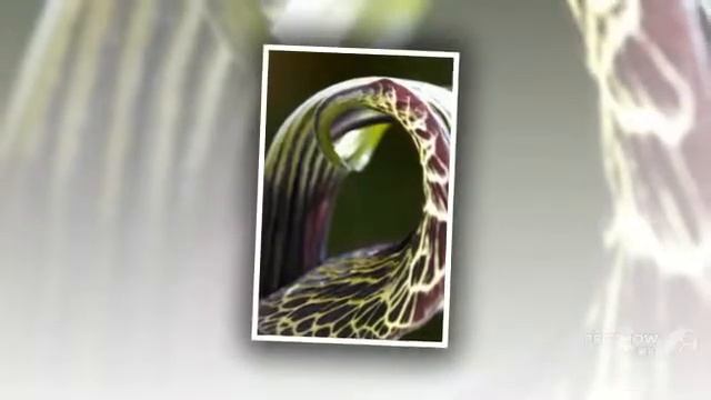 Arisaema - garden plants смотреть онлайн