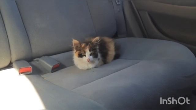 Мой бездомный КОТЕНОК?, превратился в ТИГРУ спустя ГОД?История, как это было?#Чебоксары смотреть онлайн